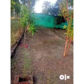 No1 Teak Plant 9a-teak plant-6656506-6852.webp